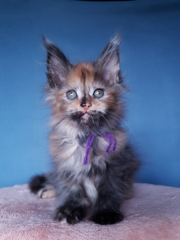 Happy Akbars - Kitten maine-coon 2 months 1 week