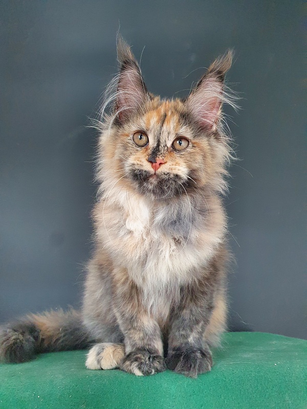 Happy Akbars - Kitten maine-coon 4 months 0.5 weeks