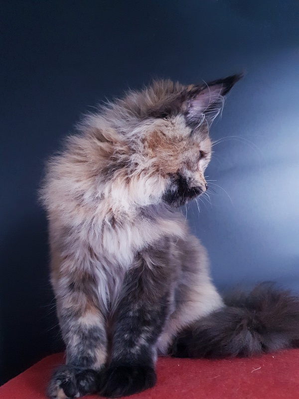 Happy Akbars - Kitten maine-coon 4 months 3.5 weeks