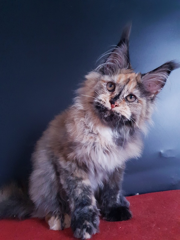 Happy Akbars - Kitten maine-coon 4 months 3.5 weeks