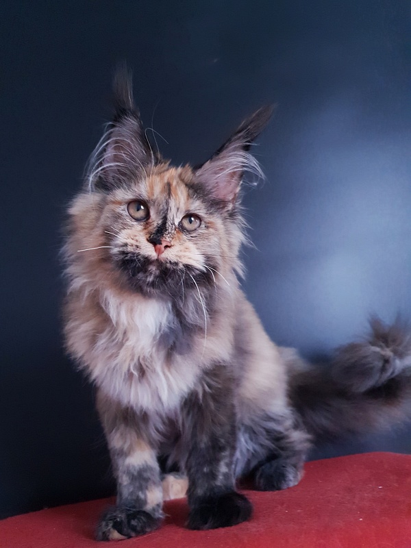 Happy Akbars - Kitten maine-coon 4 months 3.5 weeks