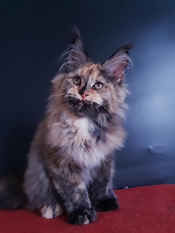 Happy Akbars - Kitten maine-coon 4 months 3.5 weeks