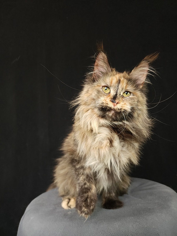 Happy Akbars - Adult maine-coon 1 year 11 months 3 weeks