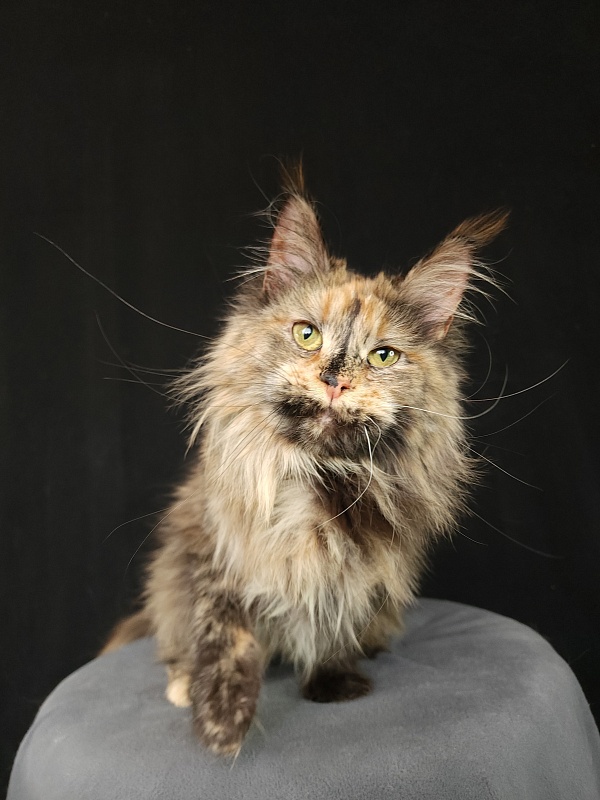 Happy Akbars - Adult maine-coon 1 year 11 months 3 weeks