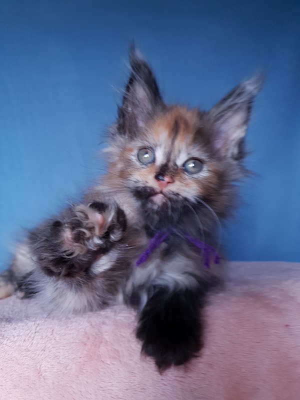 Happy Akbars - Kitten maine-coon 2 months 1 week
