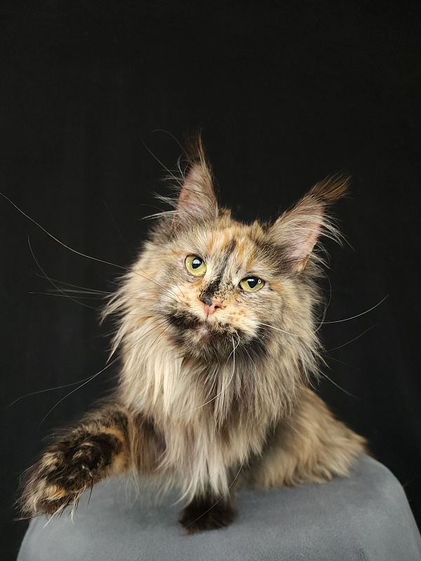 Happy Akbars - Adult maine-coon 1 year 11 months 3 weeks