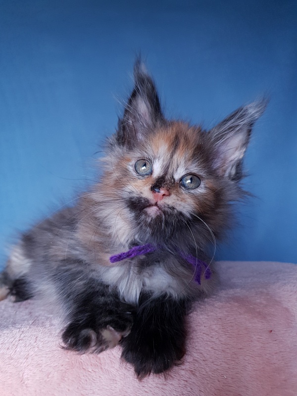 Happy Akbars - Kitten maine-coon 2 months 1 week