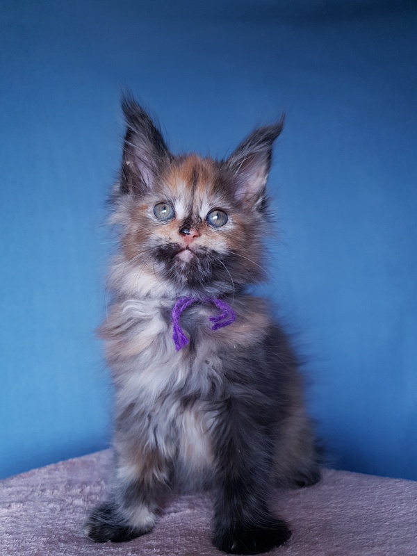 Happy Akbars - Kitten maine-coon 2 months 1 week