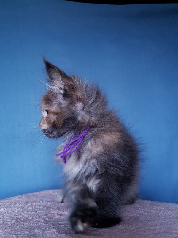 Happy Akbars - Kitten maine-coon 2 months 1 week