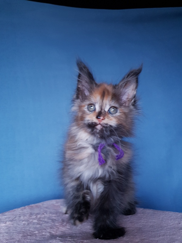 Happy Akbars - Kitten maine-coon 2 months 1 week