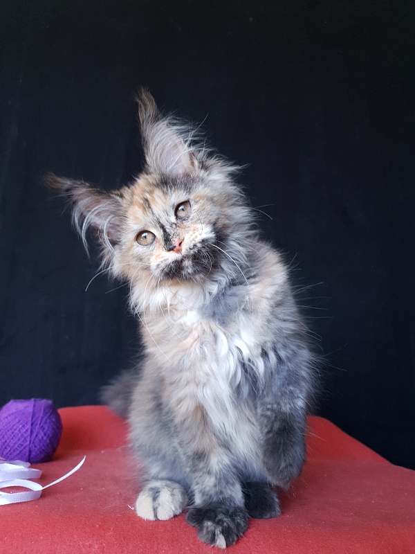 Happy Akbars - Kitten maine-coon 3 months 3 weeks