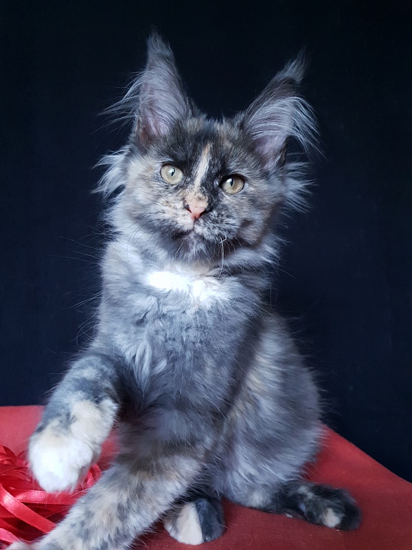 Havana Akbars - Kitten maine-coon 3 months 3 weeks