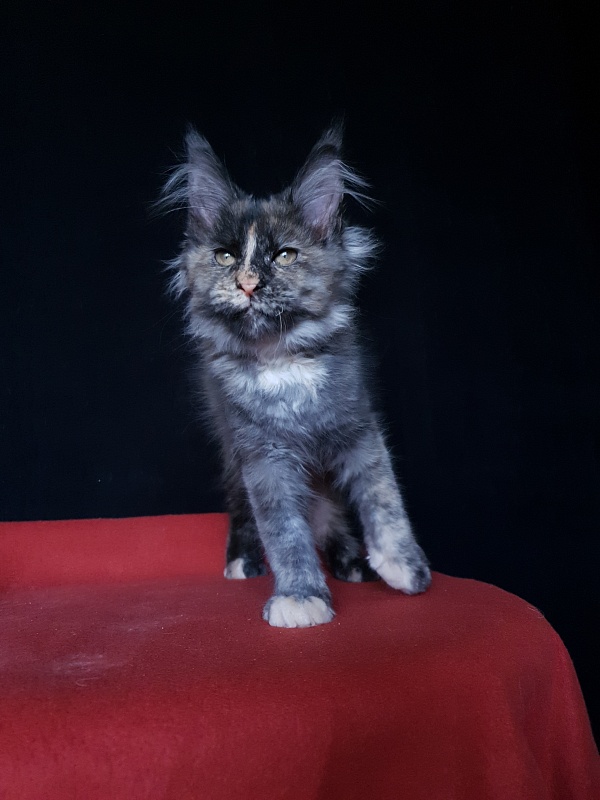 Havana Akbars - Kitten maine-coon 3 months 3 weeks