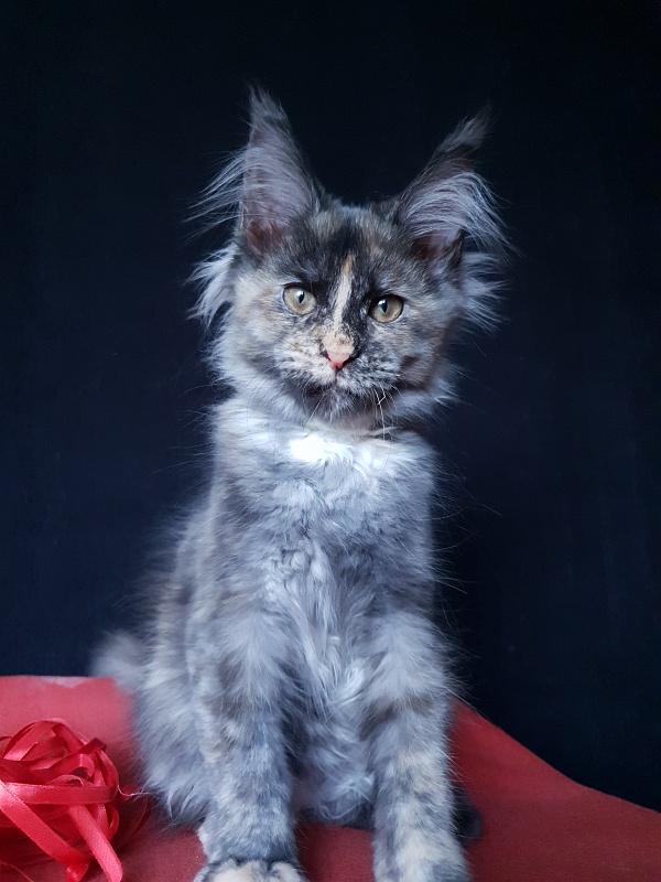 Havana Akbars - Kitten maine-coon 3 months 3 weeks