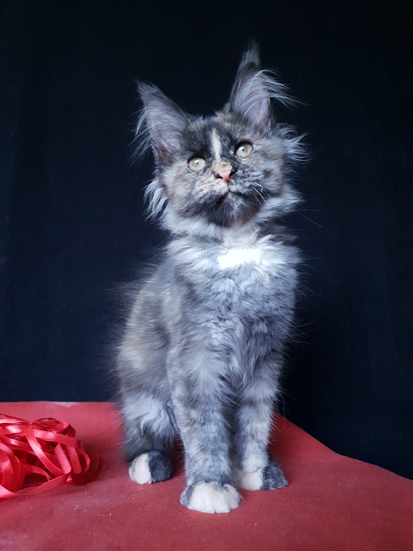 Havana Akbars - Kitten maine-coon 3 months 3 weeks