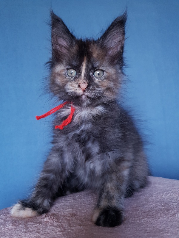 Havana Akbars - Kitten maine-coon 2 months 1 week