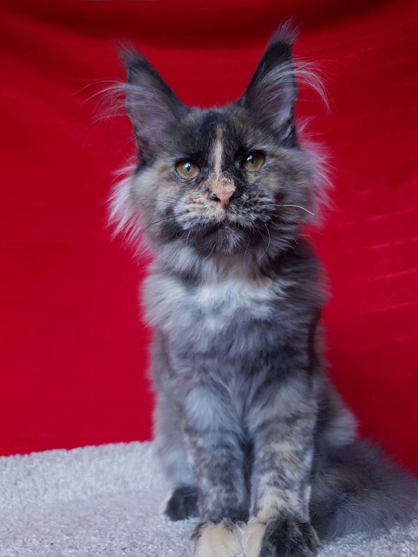 Havana Akbars - Kitten maine-coon 4 months 4 weeks