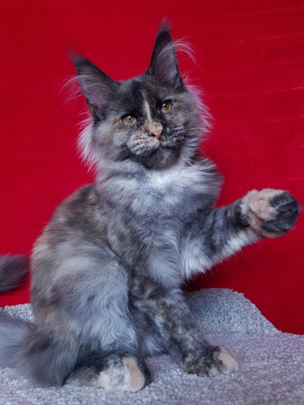 Havana Akbars - Kitten maine-coon 4 months 4 weeks