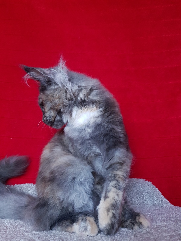 Havana Akbars - Kitten maine-coon 4 months 4 weeks