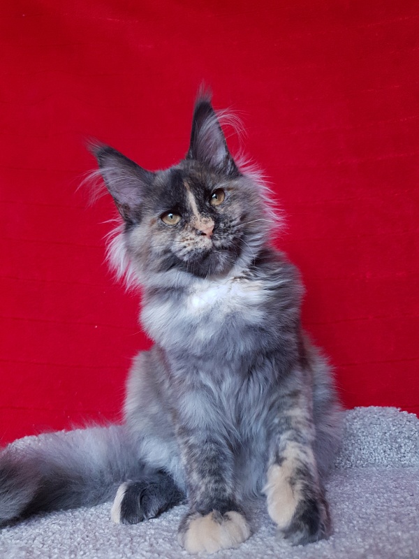 Havana Akbars - Kitten maine-coon 4 months 4 weeks