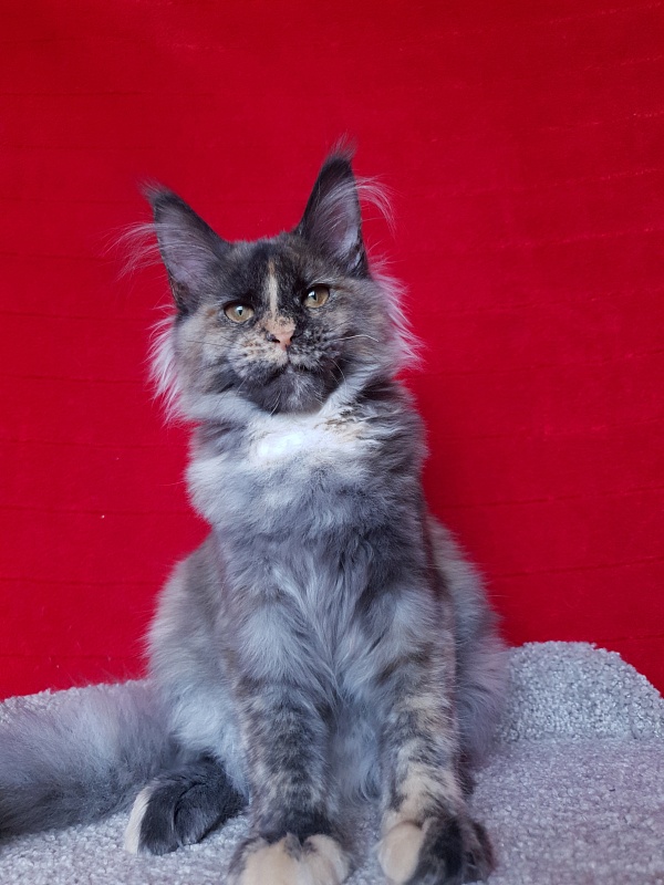 Havana Akbars - Kitten maine-coon 4 months 4 weeks