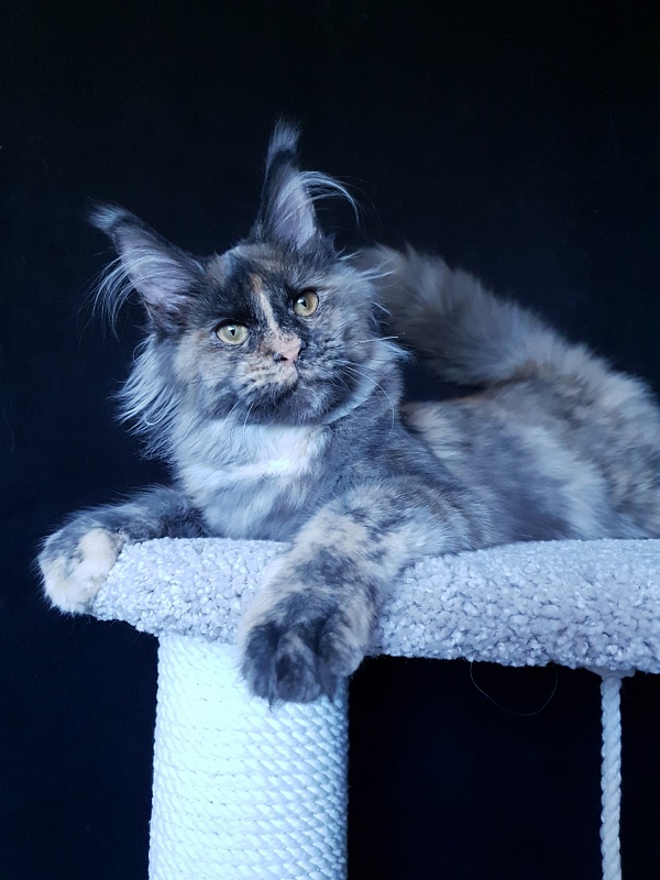 Havana Akbars - Kitten maine-coon 5 months 3.5 weeks