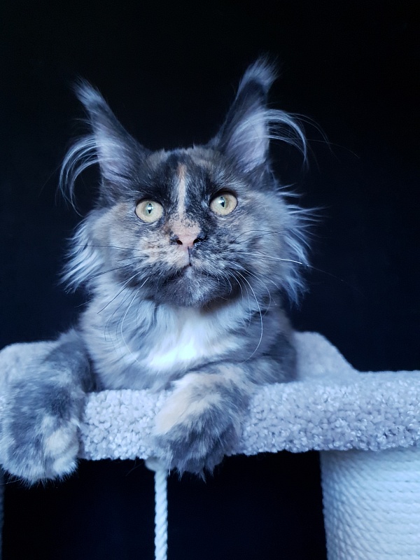 Havana Akbars - Kitten maine-coon 5 months 3.5 weeks