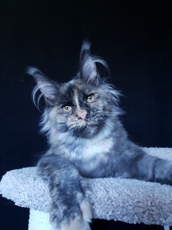 Havana Akbars - Kitten maine-coon 5 months 3.5 weeks