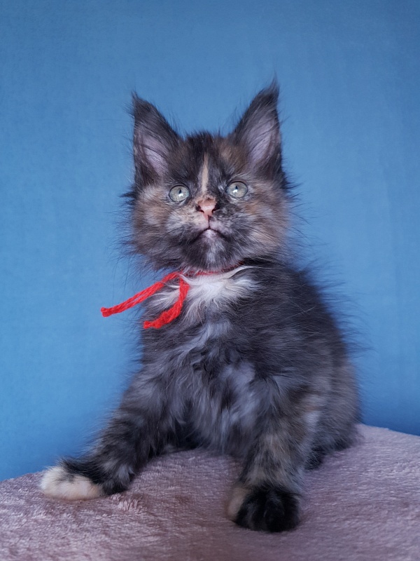 Havana Akbars - Kitten maine-coon 2 months 1 week
