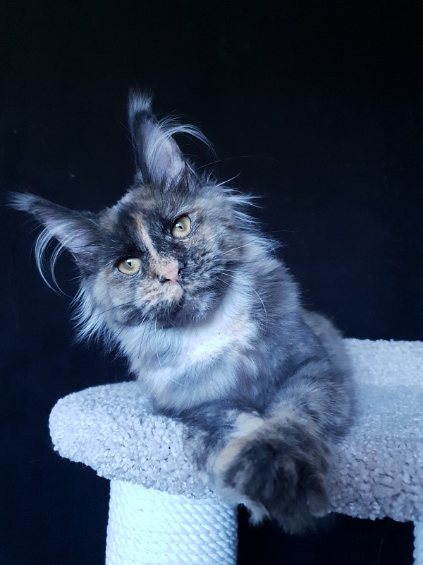 Havana Akbars - Kitten maine-coon 5 months 3.5 weeks