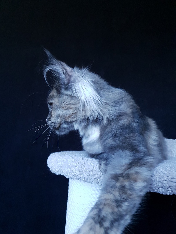 Havana Akbars - Kitten maine-coon 5 months 3.5 weeks