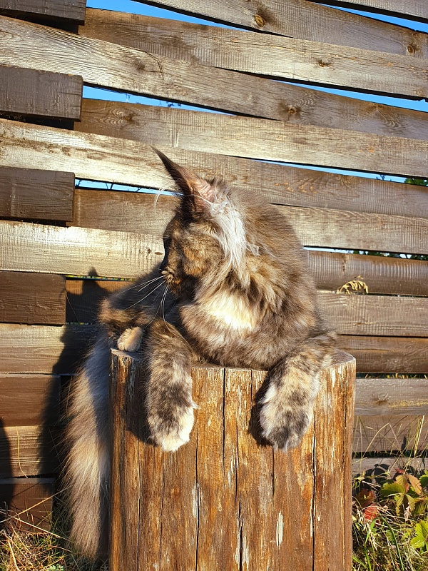 Havana Akbars - Kitten maine-coon 6 months 0.5 weeks