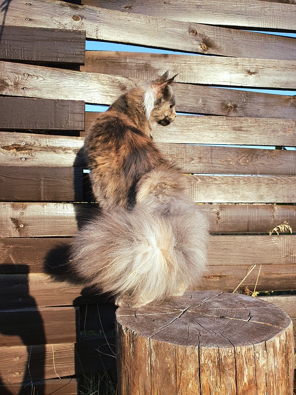 Havana Akbars - Kitten maine-coon 6 months 0.5 weeks