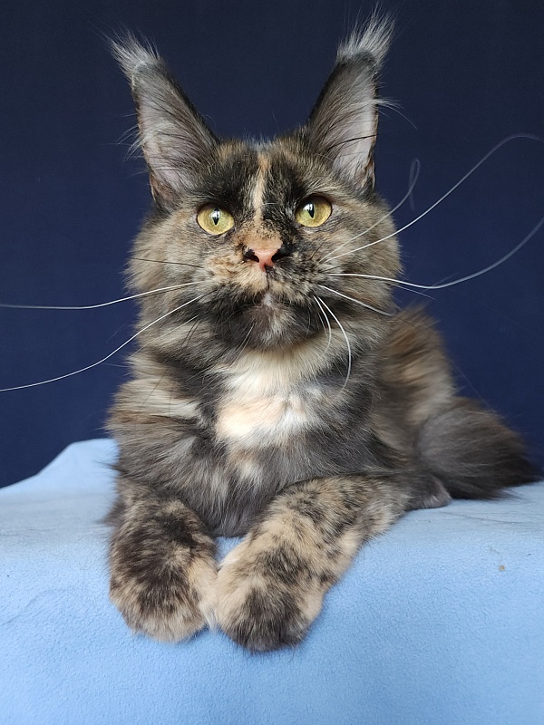 Havana Akbars - Adult maine-coon 1 year 5 months 1 week