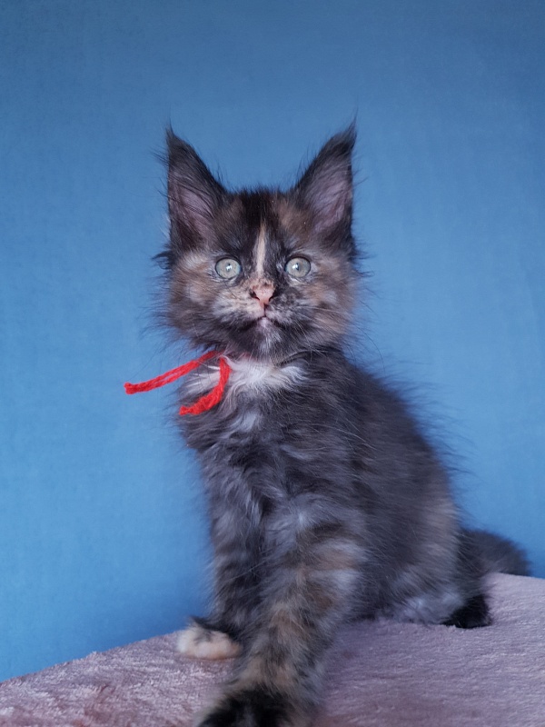 Havana Akbars - Kitten maine-coon 2 months 1 week
