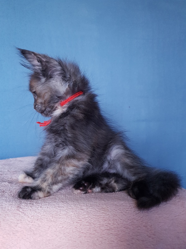 Havana Akbars - Kitten maine-coon 2 months 1 week