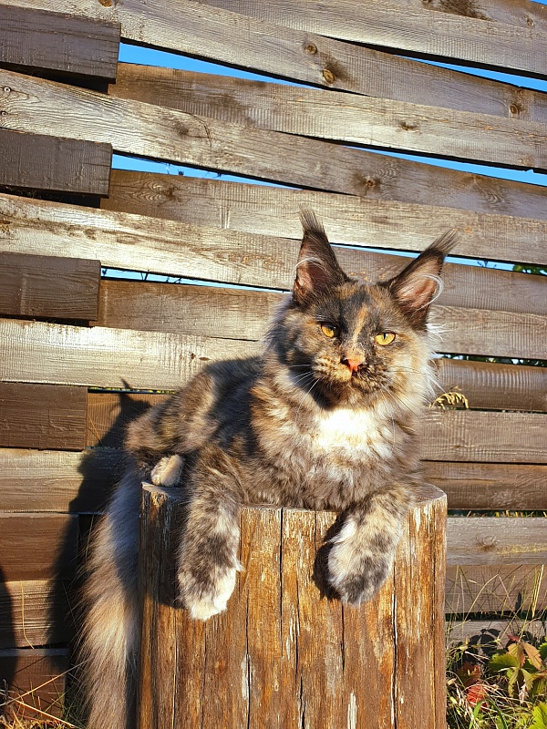 Havana Akbars - Kitten maine-coon 6 months 0.5 weeks