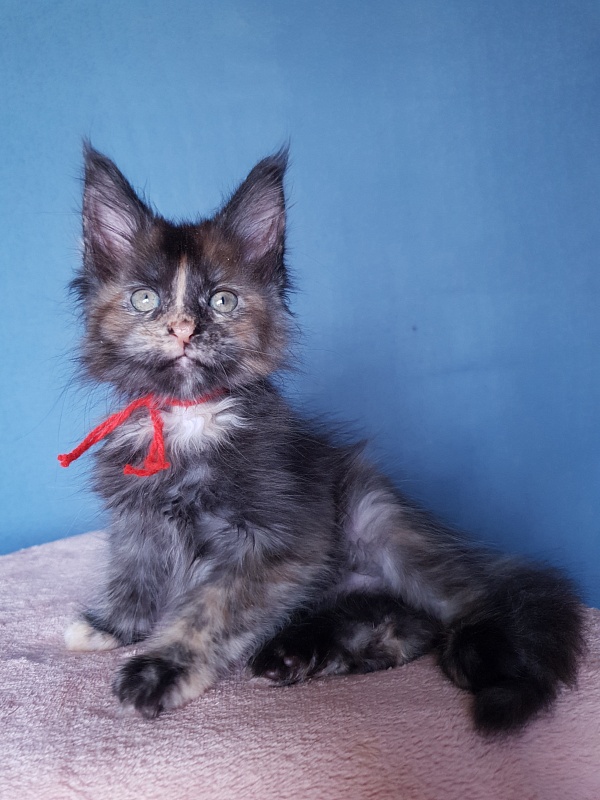 Havana Akbars - Kitten maine-coon 2 months 1 week