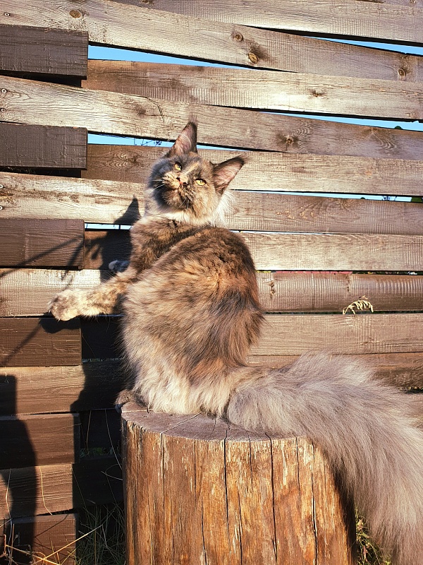 Havana Akbars - Kitten maine-coon 6 months 0.5 weeks