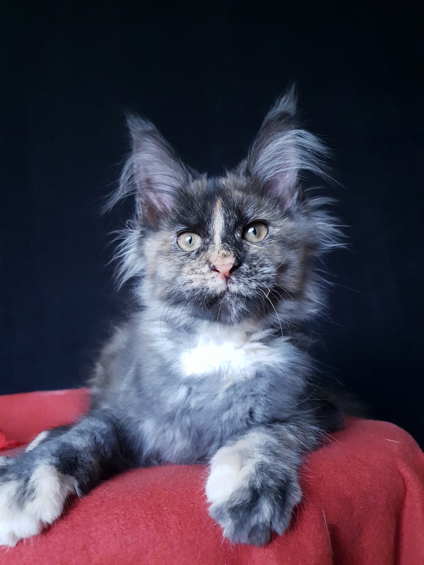 Havana Akbars - Kitten maine-coon 3 months 3 weeks
