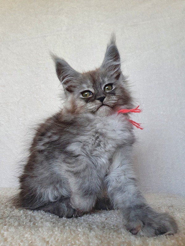 Dana  Akbars (polydactyl) 66/66 - Kitten maine-coon 2 months