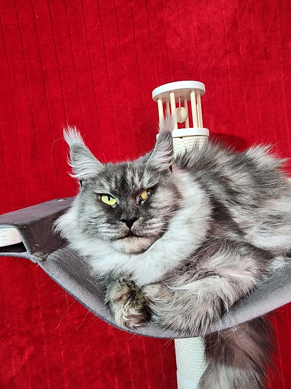 Dana  Akbars (polydactyl) 66/66 - Adult maine-coon 3 years 3 months