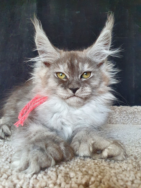 Dana  Akbars (polydactyl) 66/66 - Kitten maine-coon 2.5 months