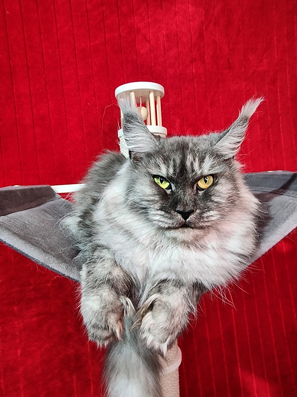 Dana  Akbars (polydactyl) 66/66 - Adult maine-coon 3 years 3 months