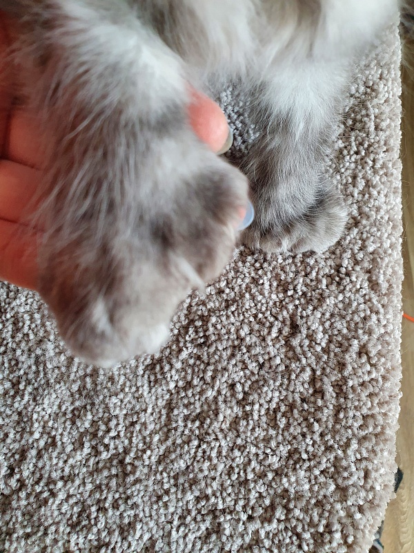 Dana  Akbars (polydactyl) 66/66 - Kitten maine-coon 2.5 months