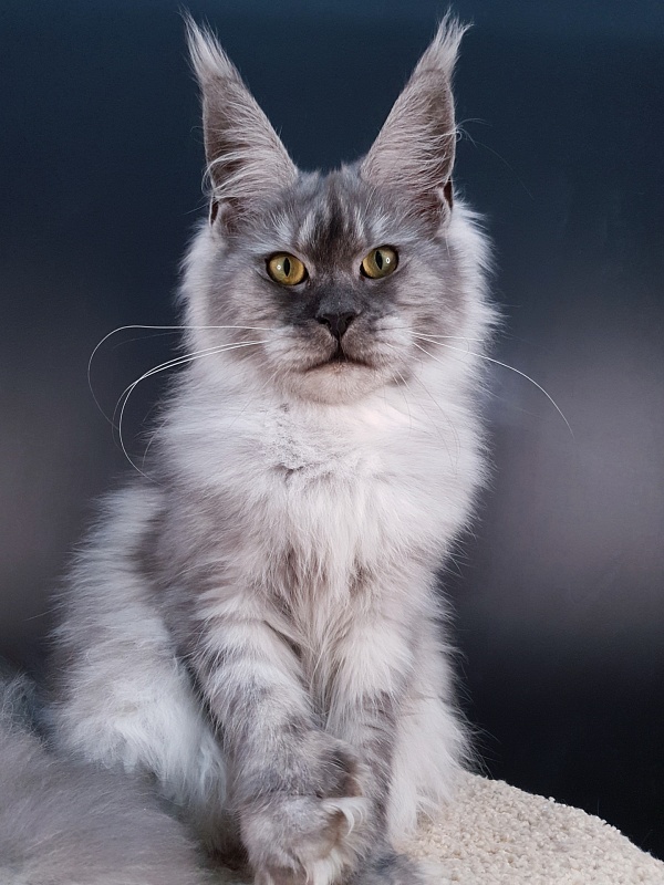 Dana  Akbars (polydactyl) 66/66 - Junior maine-coon 7.5 months