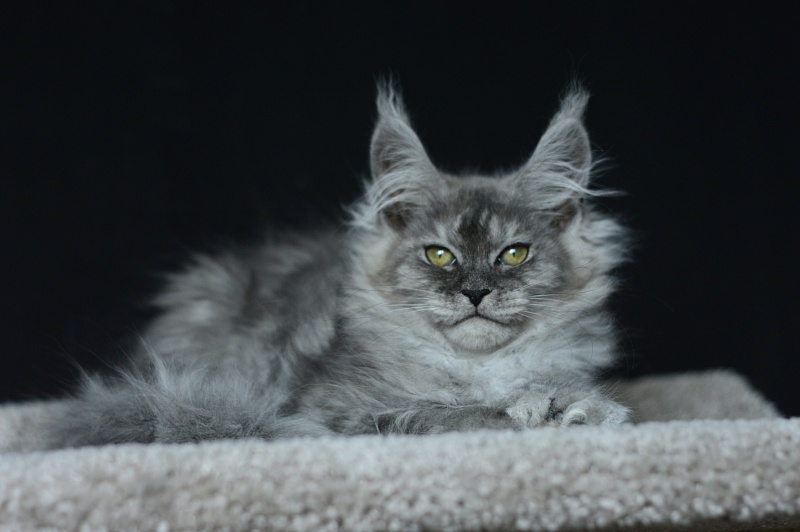 Dana  Akbars (polydactyl) 66/66 - Kitten maine-coon 2 months 3.5 weeks