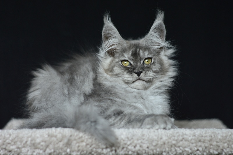 Dana  Akbars (polydactyl) 66/66 - Kitten maine-coon 2 months 3.5 weeks