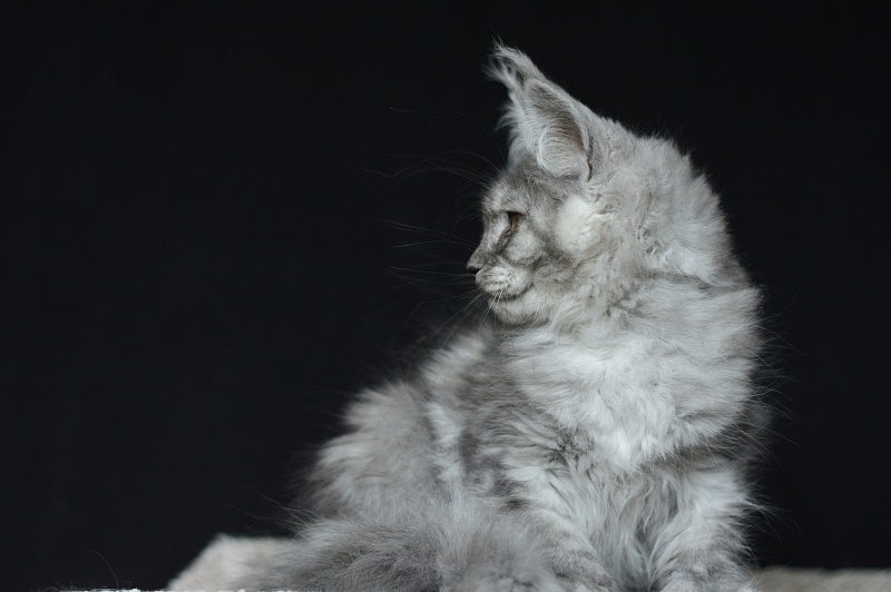 Dana  Akbars (polydactyl) 66/66 - Kitten maine-coon 2 months 3.5 weeks