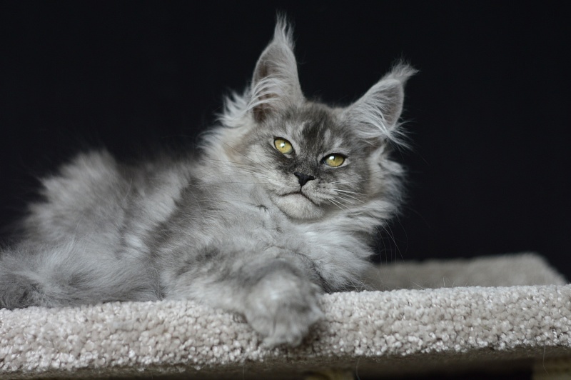 Dana  Akbars (polydactyl) 66/66 - Kitten maine-coon 2 months 3.5 weeks